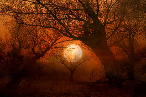Creepy dark landscape showing silhouettes of forest trees at sunset.