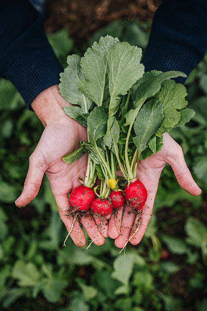 Hands with freshly harvested radish