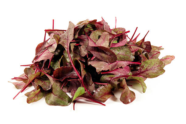 Vegetables - Red Beet Leaves for Salad  on white Background