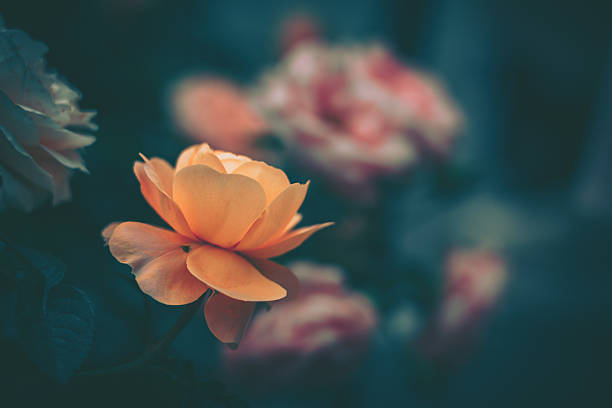 A beautifully composed vintage-style photograph featuring a single vibrant orange rose in sharp focus against a softly blurred dark teal and navy blue background.