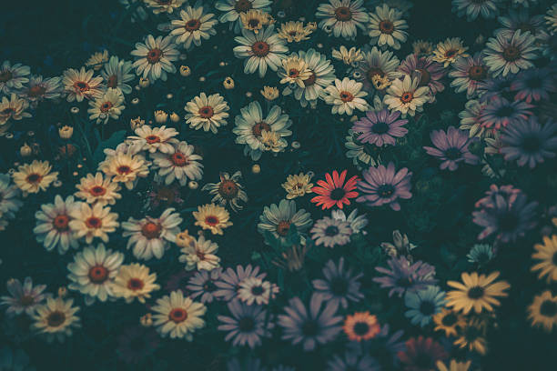 A close-up of vibrant wildflowers against a dark background, showcasing rich color and natural movement.