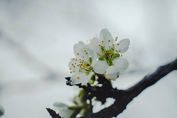 Beautiful white plum blossoms blooming on branch during spring morning.