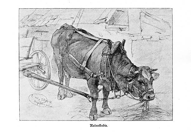 A detailed 19th-century nature study drawing of a cow harnessed to a two-wheeled cart. The draught animal is shown eating hay from the ground in a farmyard. The German caption reads 'Naturstudie' (Nature Study). Drawing by P. Allers, dated 1885.