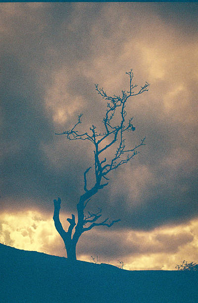 A lone bare tree on Dartmoor, Lomograpy redscale 35mm film