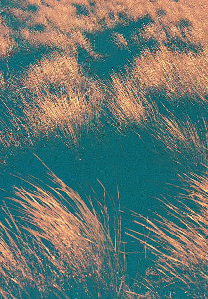 Marran grass in the sanddunes at Appledore, Devon, Lomography redscale 35mm film