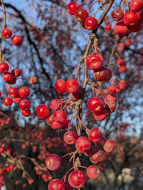 Ripe shiny paradise apples tree harvest in autumn on blue sky background, macro close up in garden