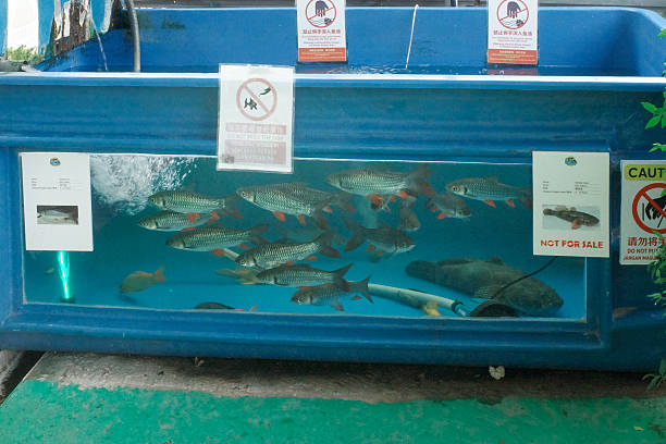 Blue tank holds fish swimming underwater