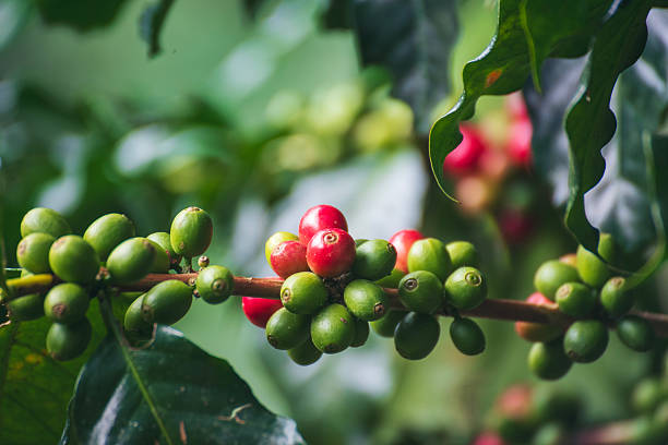 Coffee tree red green bean coffee bean green leaf bush. Red seed coffee bean green leaf robusta arabica ripe harvest for coffee farm garden. Berry plant fresh seed coffee tree outdoor agriculture