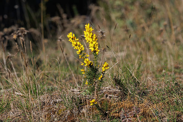 Contrast of Flowering Gorse Making Its Way Through the Dry Mountain Scrub