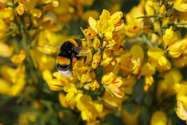 Common Bumblebee Pollinating Gorse Flowers in the Mariola Mountain Range