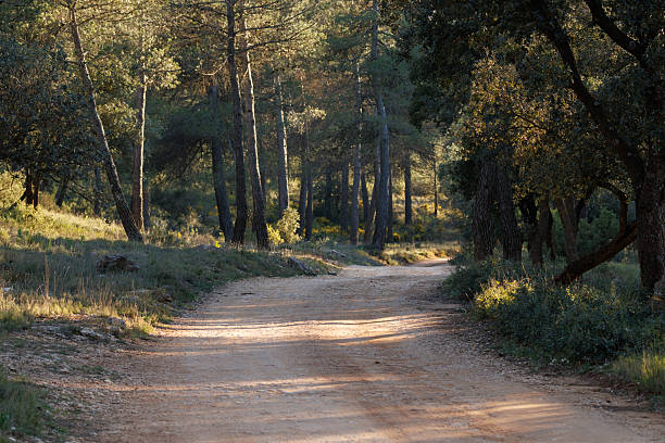 Rural Dirt Road Through a Pine and Holm Oak Forest