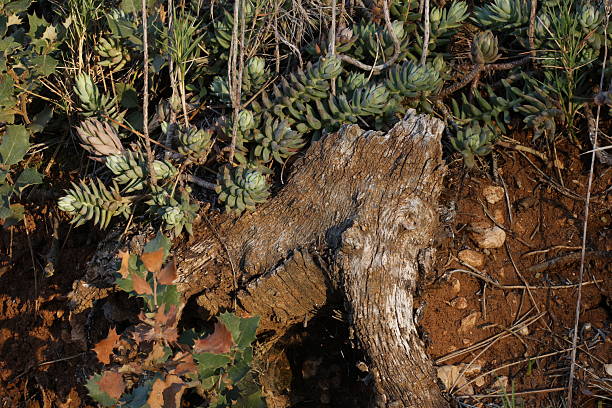 Stonecrop or Sedum sediforme Growing on a Dry Log