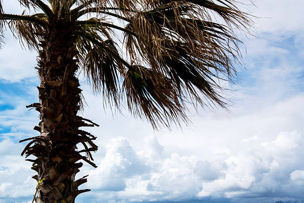 Tall palm tree with dramatic clouds in the background. Tropical landscape with natural light and moody atmosphere.