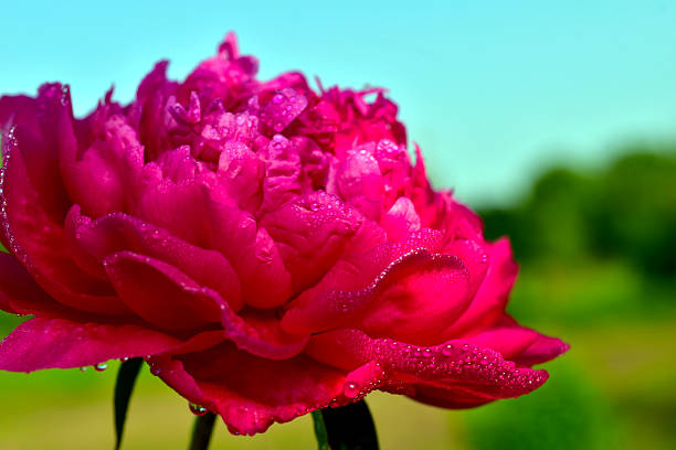 Red peony in dew drops against the blue sky.