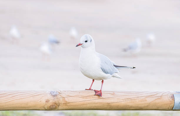 Little gull perched in a wood pole in a park Hydrocoloeus minutus