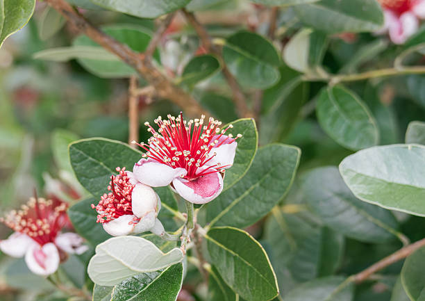 Feijoa Flower Exotic Bloom on Tree Branch CloseUp