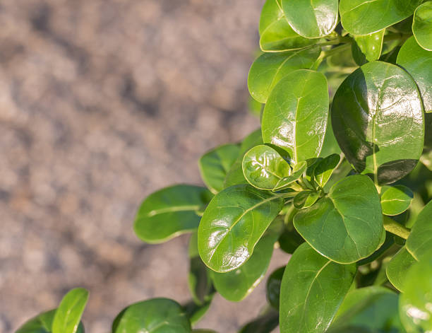 Glossy Mirror Bush Leaves Illuminated by Sunlight