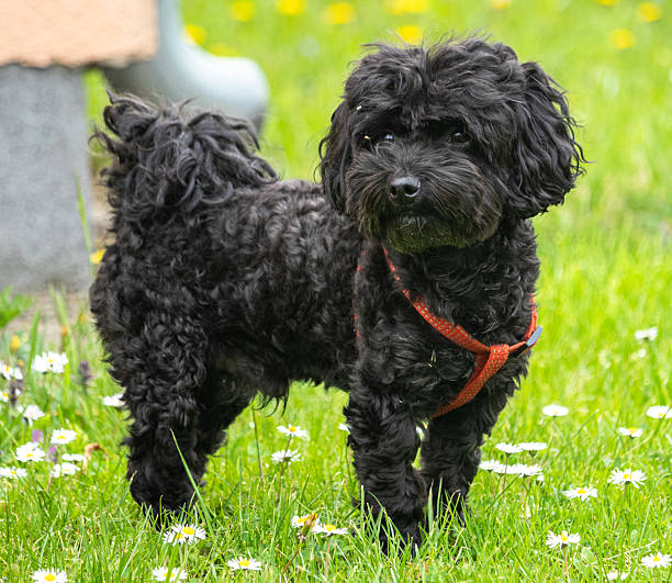 Small black toy poodle dog