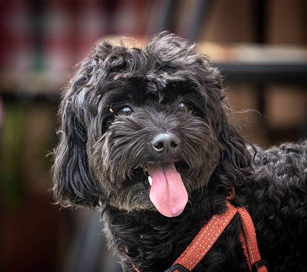 Small black toy poodle dog