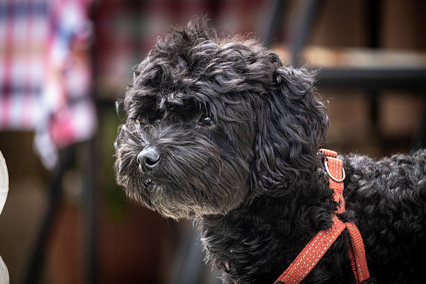 Small black toy poodle dog