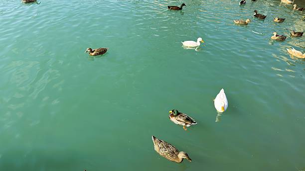 Calm ducks glide through shimmering water. Tranquil pond scene with ducks and gentle reflections