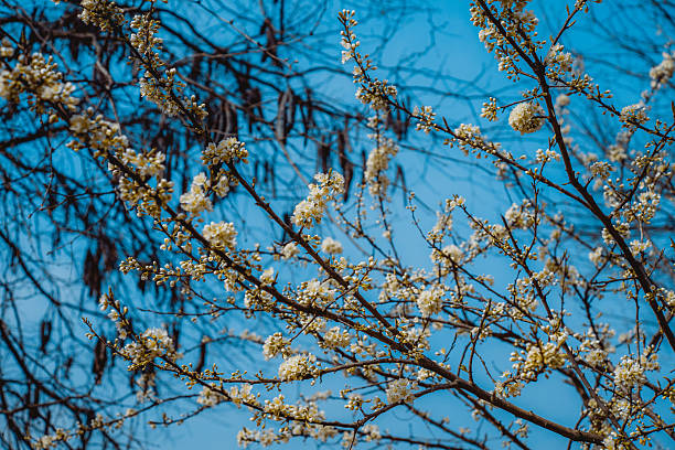Beautiful white blossoms blooming on branches under clear blue sky.