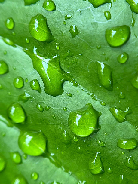 Water drop on leaves