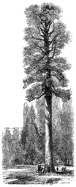 Illustration from 19th century