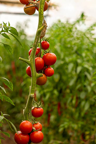 ripe tomatoes in greenhouse
