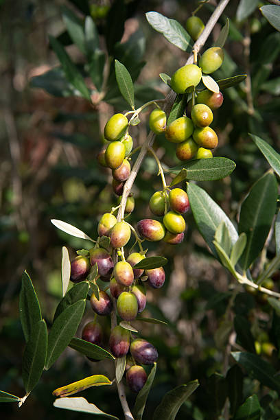 Ripe green and black olive fruit on a tree branch. Macro closeup