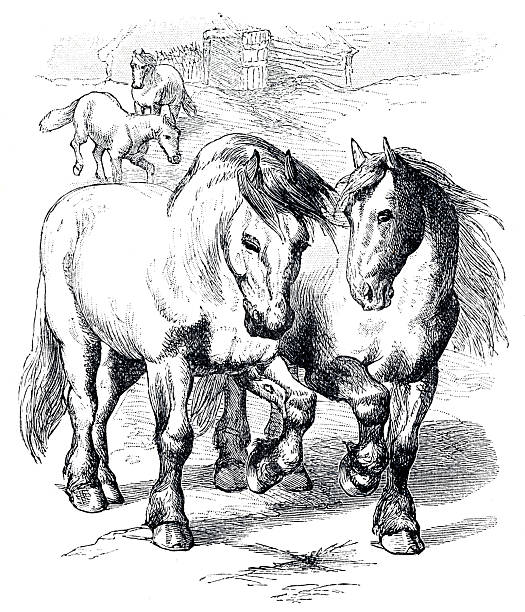 Cold-blooded horses, often called 