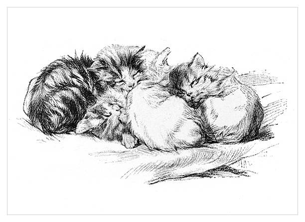 Authentic 19th-century engraving depicting a heartwarming scene of four fluffy kittens sleeping together in a cozy pile. The detailed black and white illustration captures the innocence and peace of the young cats as they huddle for warmth and comfort. Isolated on a white background.