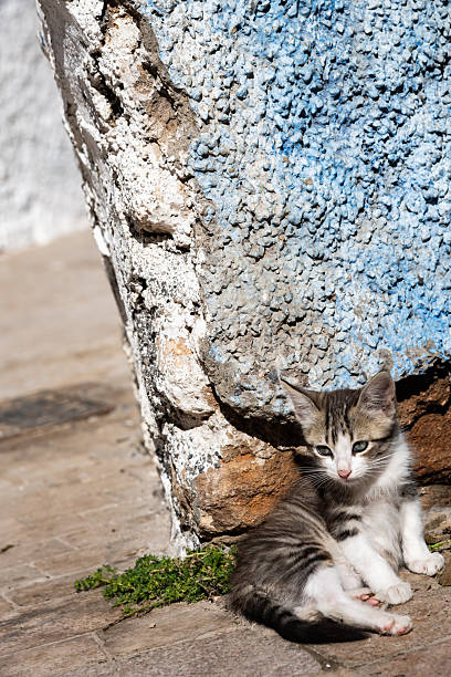 A sunlit stray kitten lounges against a weathered, blue-and-white textured wall on a quiet Rabat street in Morocco, conveying peacefulness, urban charm and rustic coastal atmosphere.