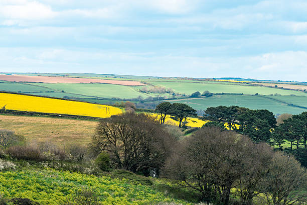 Wide expanse of vibrant rapeseed fields and green pastures under blue cloudy sky