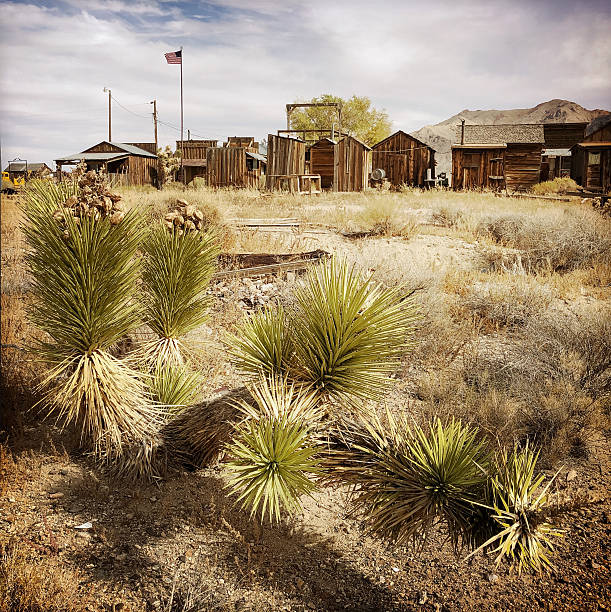 Old Ghost town buildings at Gold Point, Nevada, with Joshua tree (Yucca brevifolia) in foreground.