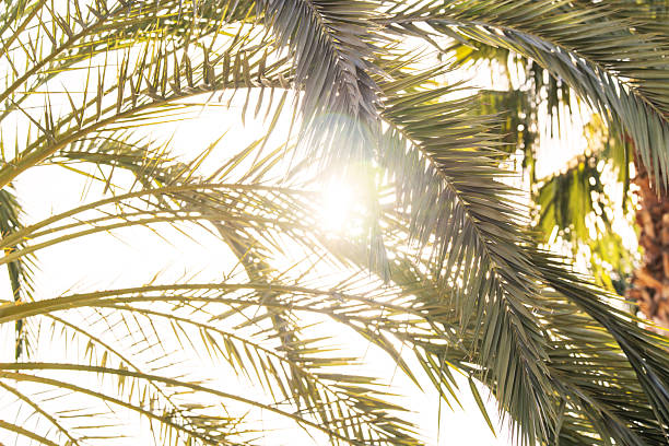 Summer background. Low angle view of tropical palm trees over clear blue sky