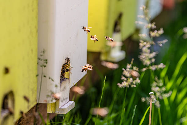 honey bees near a hive