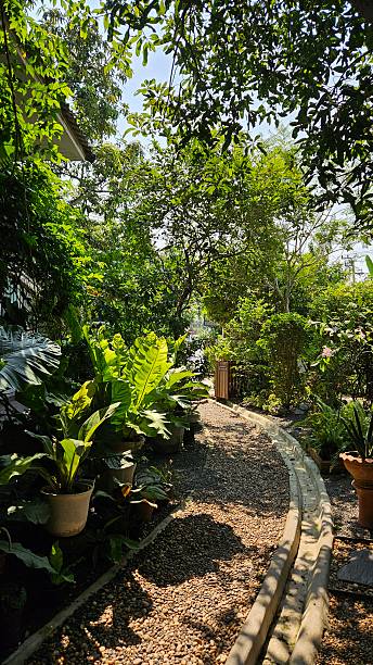 Garden Pathway with Lush Green Plants and Sunlight in Peaceful Outdoor Setting