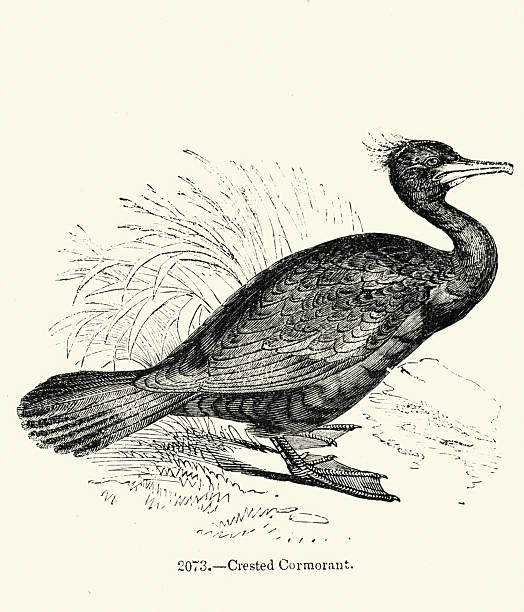 Crested Cormorant, Birds, Wildlife woodcut print, Vintage illustration 19th Century