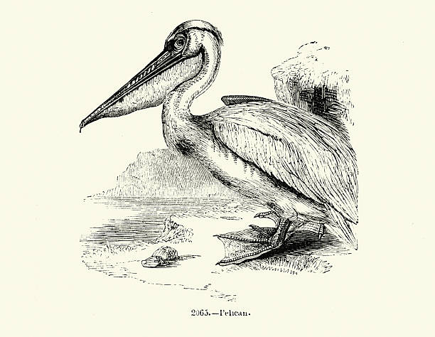 Pelican, Birds, Wildlife woodcut print, Vintage illustration 19th Century