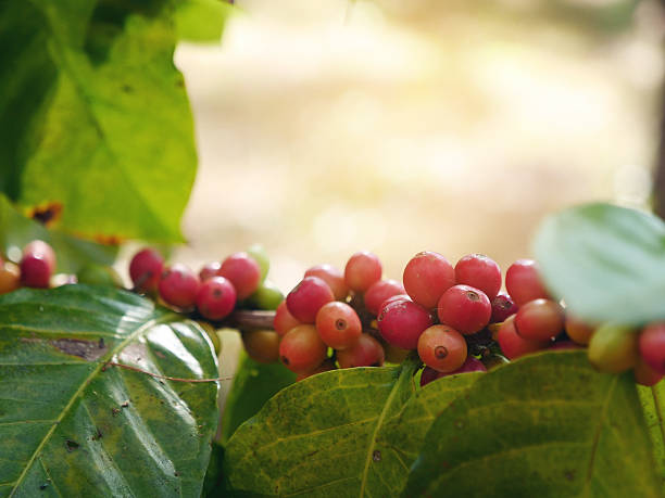 Ripe Red coffee bean berry plant fresh seed coffee tree growth in green eco organic farm. Red seed coffee bean green leaf robusta arabica berries ripe harvest for coffee farm garden. Close up fresh