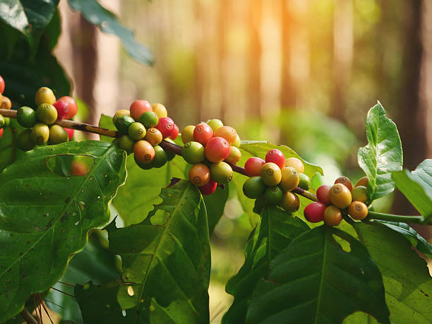 Green coffee bean berry plant fresh raw seed coffee tree growth in eco organic farm. Robusta arabica fresh nature farm. Fresh coffee bean green leaf bush ecology berry plant. Close up berry seed
