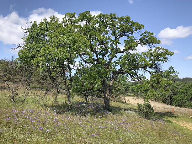 Blue oak tree (Quercus douglasii) in Berryessa Snow Mountain National Monument in the Inner North Coast Ranges of northern California