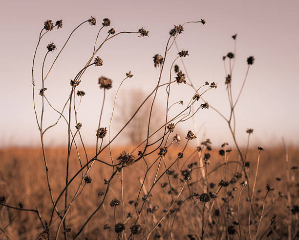 Dry sunflowers in winter, in late afternoon light, with cloudless sky, in a wildlife refuge; out-of-focus leafless tree in background.