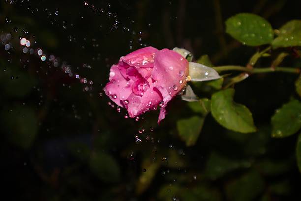 A pink rose covered in water droplets against a dark background, showcasing a classic moment of nature photography with a natural bokeh effect. Florida, March 26, 2026.