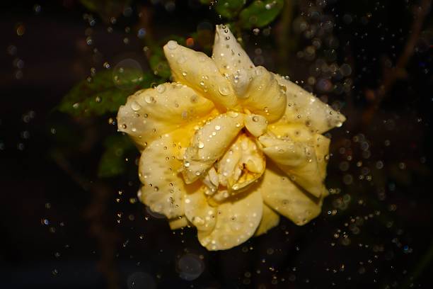 A single, pale-yellow rose blossom covered in water droplets against a dark background, showcasing a classic moment of nature photography with a natural bokeh effect. Florida, March 26, 2026.
