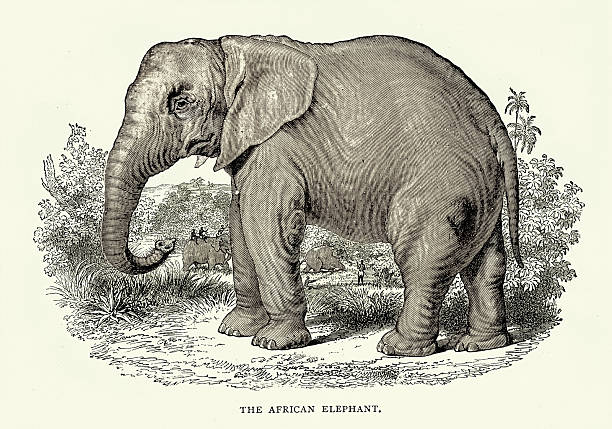 African elephant, Wildlife print, Vintage illustration 19th Century