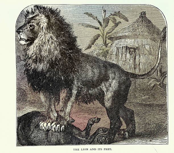 Lion and its prey, Wildlife print, Vintage illustration 19th Century