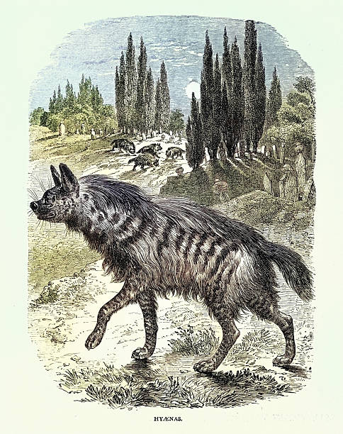 Hyaena, feliform carnivoran mammals, Wildlife print, Vintage illustration 19th Century