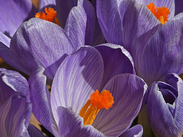 First crocuses of the spring in Connecticut's Northwest Hills, 2026